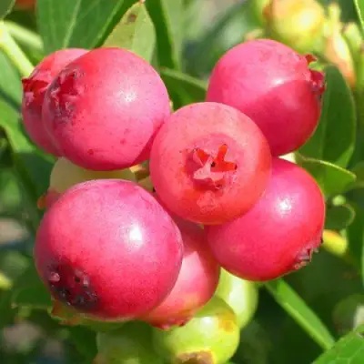 Голубика ПИНК ЛИМОНАД в Солигорске