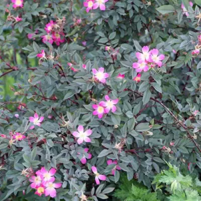 Роза сизая в Солигорске