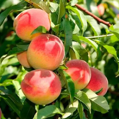 Персик ДИВНЫЙ в Солигорске