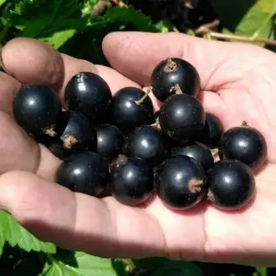 Смородина черная ЧЕРНООКАЯ в Солигорске