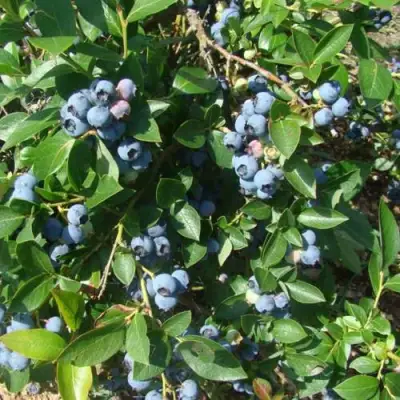 Голубика БЛЮЭТТА в Солигорске