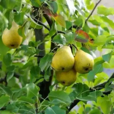 Груша ВИЛИЯ в Солигорске