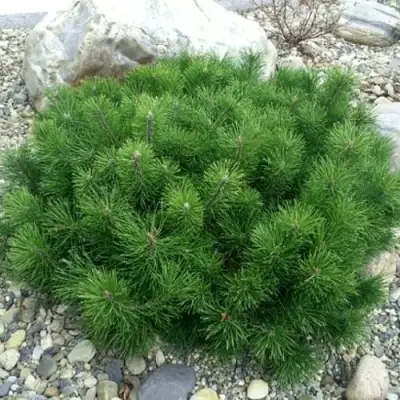 Сосна горная МУГУС в Солигорске