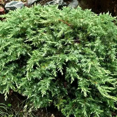 Можжевельник ШЛЯГЕР прибрежный в Солигорске