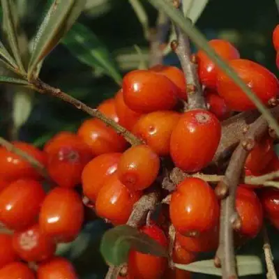 Облепиха ВОРОБЬЕВСКАЯ в Солигорске
