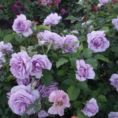 Роза ЛАВ СОНГ флорибунда в Солигорске