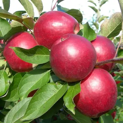 Яблоня КОВАЛЕНКОВСКОЕ в Солигорске