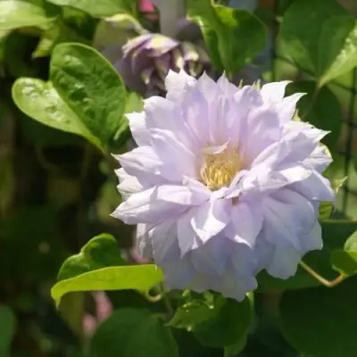 Клематис БЕЛЬ ОФ ВОРКИНГ в Солигорске