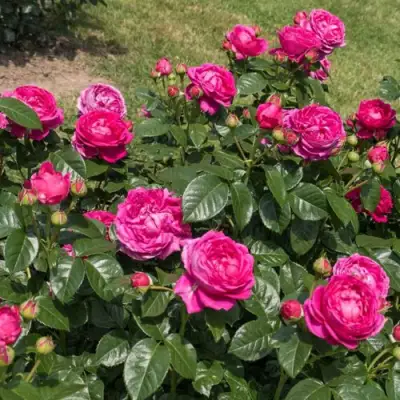 Роза АНУШКА чайно-гибридная в Солигорске