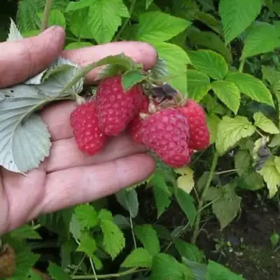 Малина КОРПИКО в Солигорске