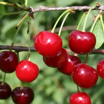 Вишня ХАРИТОНОВСКАЯ в Солигорске