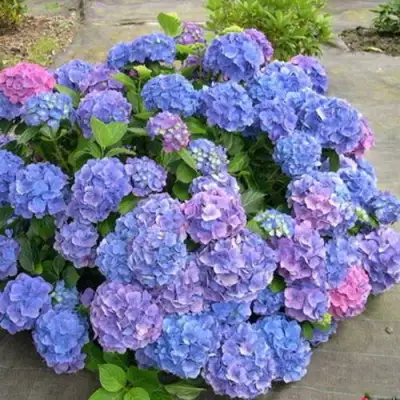 Гортензия БОДЕНСИ крупнолистная в Солигорске