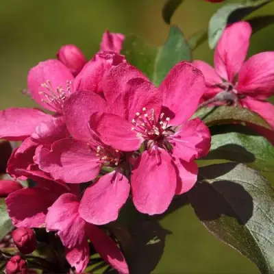 Яблоня НЕДЗВЕЦКОГО в Солигорске