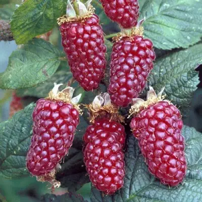 Ежемалина ТАЙБЕРРИ в Солигорске