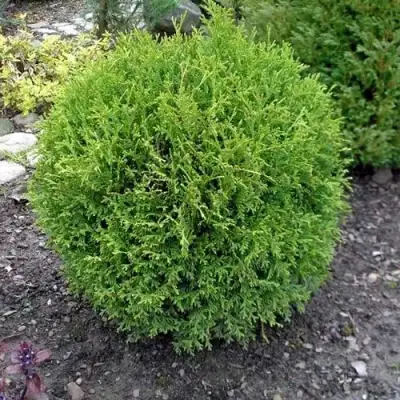 Туя ХОЗЕРИ западная в Солигорске