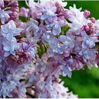 Сирень ПАМЯТЬ О ВАВИЛОВЕ в Солигорске