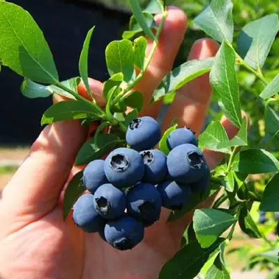 Голубика НОРТ КАНТРИ в Солигорске