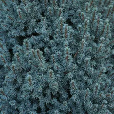 Ель САНДЕРС БЛЮ канадская в Солигорске