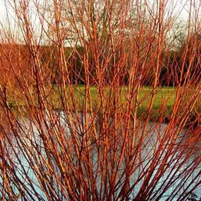 Ива ВИТЕЛЛИНА белая  в Солигорске