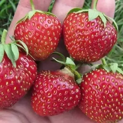 Клубника ВИМА ЗАНТА в Солигорске