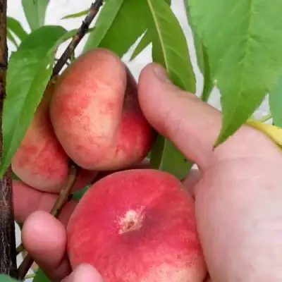 Персик САТУРН ИНЖИРНЫЙ в Солигорске