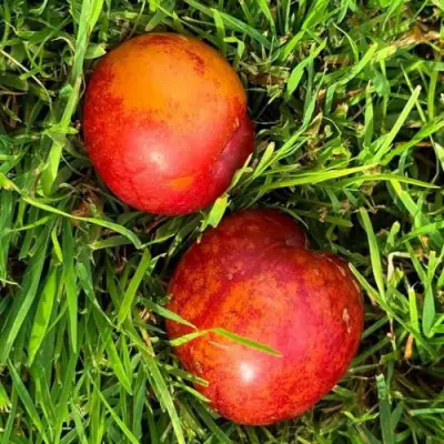 Шарафуга НЕКТАРИННАЯ в Солигорске