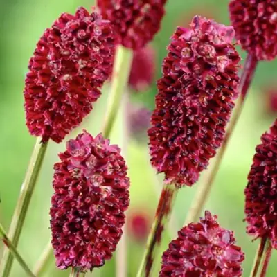 Кровохлебка ТАННА лекарственная в Солигорске