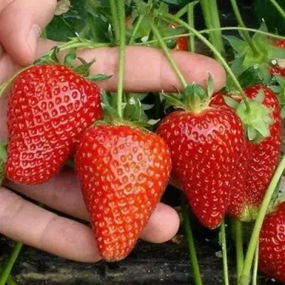 Клубника АЛЬБА в Солигорске