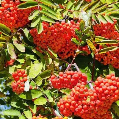 Рябина СОРБИНКА сладкоплодная в Солигорске