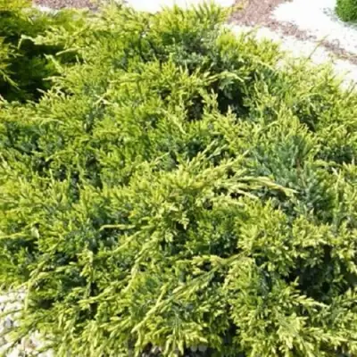 Можжевельник ГОЛД СТАР средний в Солигорске