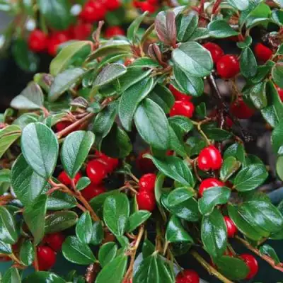 Кизильник Даммера в Солигорске