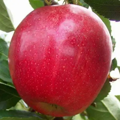 Яблоня ГАЛА МАСТ в Солигорске