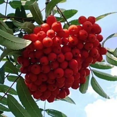 Рябина САХАРНАЯ ПЕТРОВА сладкоплодная в Солигорске