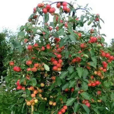 Яблоня ХЮВИНГИЕНЗИС декоративная в Солигорске