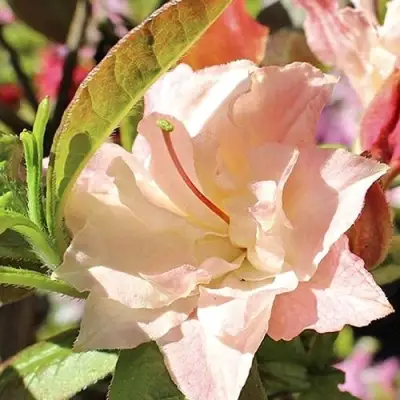 Азалия КЭННОНС ДАБЛ листопадная в Солигорске