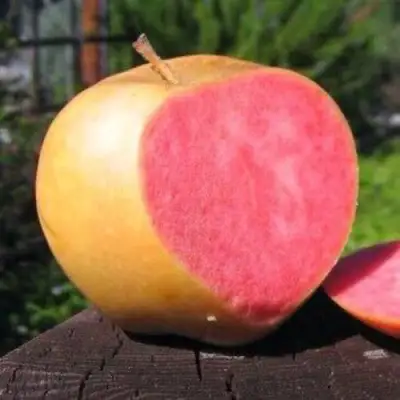 Яблоня ПИНК ПЕРЛ в Солигорске