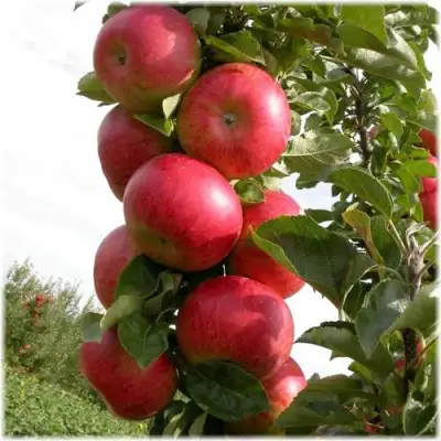 Яблоня ОСТАНКИНО колонновидная в Солигорске