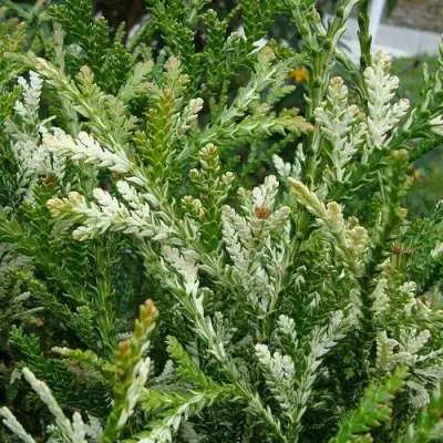 Туевик ВАРИЕГАТА долотовидный в Солигорске