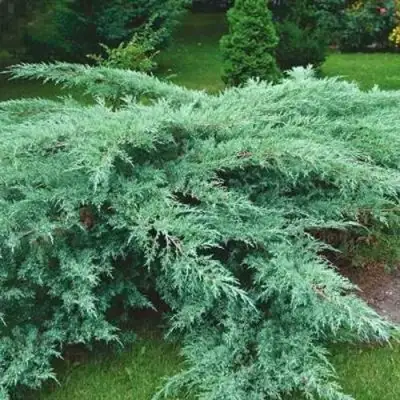 Можжевельник ГРЕЙ ОУЛ виргинский  в Солигорске