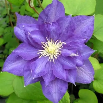 Клематис БЬЮТИ ОФ ВОЧЕСТЕР в Солигорске