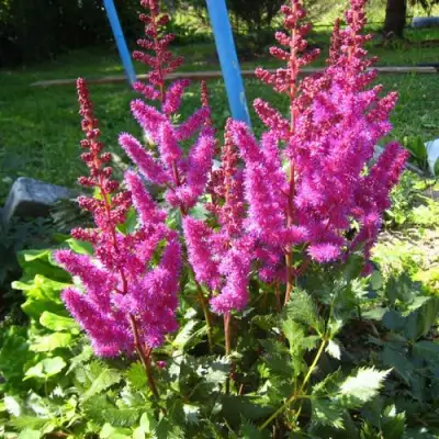 Астильба ЭЛИЗАБЕТ ВАН ВИН японская в Солигорске