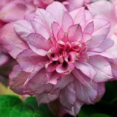 Клематис ИННОСЕНТ ГЛАНС в Солигорске