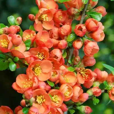 Айва ОРАНЖ ТРЕЙЛ в Солигорске