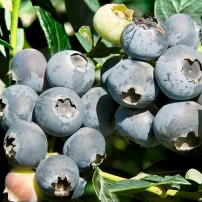 Голубика ЧАНДЛЕР в Солигорске