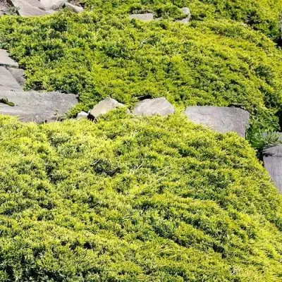 Можжевельник ГОЛДЕН КАРПЕТ горизонтальный  в Солигорске