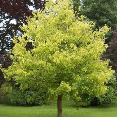 Клен ясенелистный в Солигорске