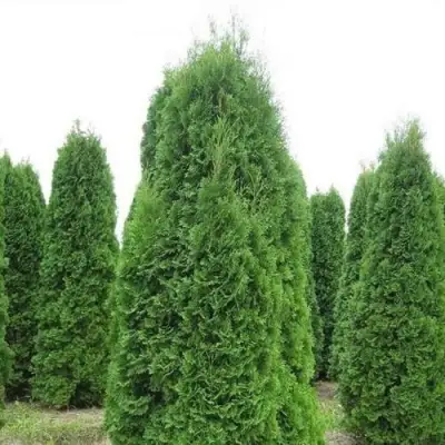 Туя КОЛУМНА западная в Солигорске
