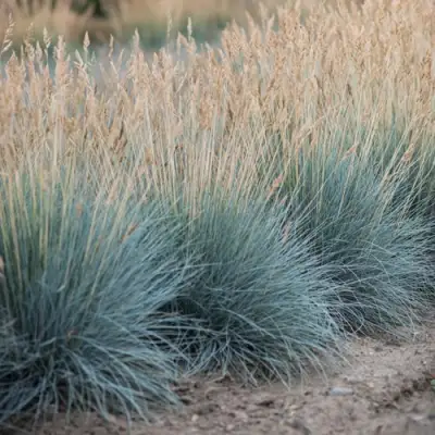 Овсяница АЙСФОГЕЛЬ сизая в Солигорске