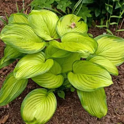 Хоста СТЕЙНД ГЛАСС гибридная в Солигорске