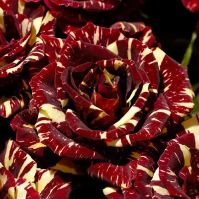 Роза АБРАКАДАБРА чайно-гибридная в Солигорске